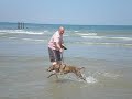 Crazy dog!!!!