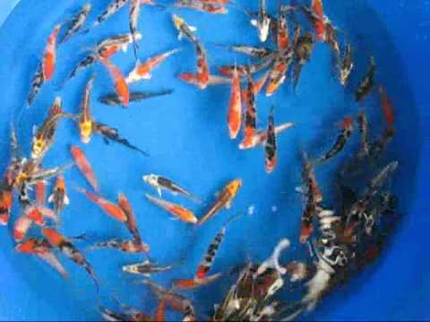 Madankoi Bio secure koi July 2012