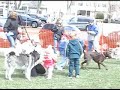 Boxer and Easter Eggs