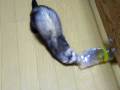鼬突猛進