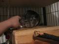 videos de Chibi Chinchilla Gets Scritches
