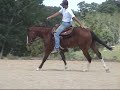 A Fleeting Star - APHA Gelding For Sale A Fleeting Star - APHA Gelding For Sale