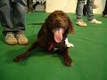 BRUNELLA CHINELLO- ATTO SECONDO- BRUNELLA CHINELLO- ATTO SECONDO-