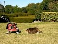 やどかり猫　a house-moving cat