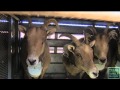Bighorn Sheep Return to Big Bend Ranch State Park - Texas Parks and Wildilfe [Official]