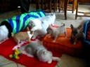 persan et chihuahua persan et chihuahua