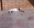 videos de SARITA Y RAFAEL