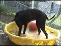 TLAC Dog Adoption - Ms. Luna A557332