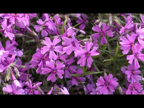 how to transplant creeping phlox