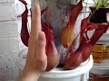Carnivorous plants-(befor eating locust)-Nepenthes