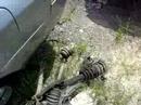 1998 Prelude ENGINE WITHOUT EXHUAST SYSTEM 1998 Prelude ENGINE WITHOUT EXHUAST SYSTEM
