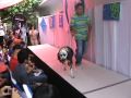 Desfile Canino Zuckers 7