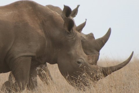 rhino - The Rhino is one Africa's Big Five. The white rhino is the largest of the remaining 5 species of rhinoceros. They are divided into the southern and northern ...