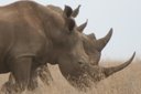WHITE RHINO- Species Spotlight