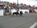 touradas a corda Lages Terceira Açores #2 touradas a corda Lages Terceira Açores #2