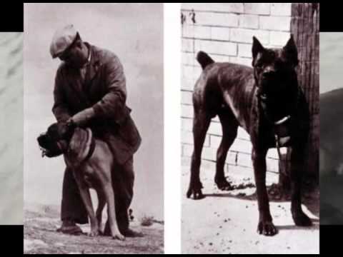 cane corso