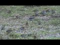 Red-browed finches