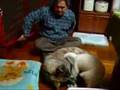 秋田犬VS北海道犬 審判はパグ?