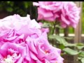 Click here to watch this video Cats enjoy the flower of the rose『ニャニーズジュニアの花見！』NikonD3s