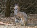  Kangaroos marsupials Australia animals wildlife nature pets