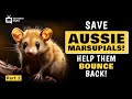 Cute Kangaroos 2