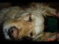 videos de My Pets- Four Dogs and One Bunny