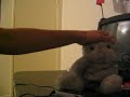 踊るネコ動画