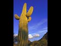 Cactus Water Cactus Water