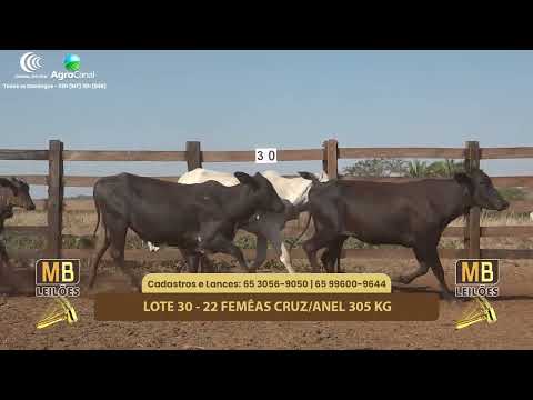 517 LEILO VIRTUAL MB LEILES