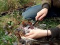 Air Rifle Hunting