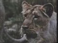 Asiatic Lion attacks goat.