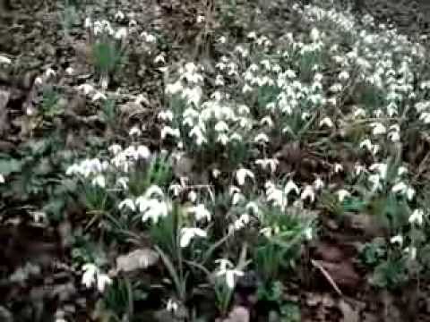 how to transplant snowdrops