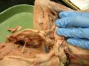 Cat Dissection Vol. 3