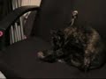 Bath time with kitty!
