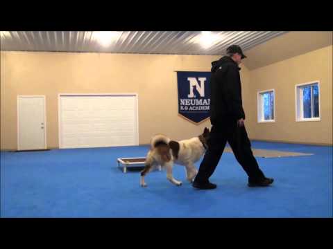 how to train akita puppies