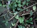 El agua que el TLC con USA se quiere robar en Costa Rica