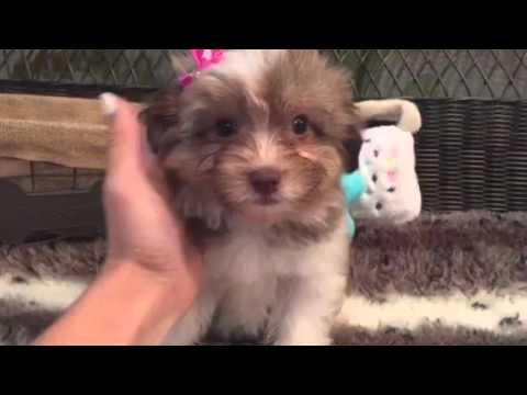 Stunning, green eyed Havanese baby girl