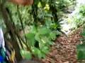 Costa Rica Safari Canopy Zip Line Tour