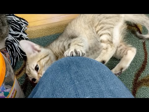 動画