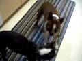Dogbook Movie: Please Stop Singing