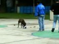 El-perro-y-el-balon-