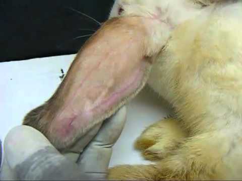 how to administer morphine