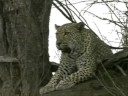 Male Leopard