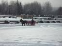 Miniature Horse Sleigh Rides