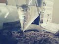 scorpion sting scorpion sting