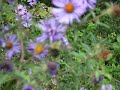 DSCF0343