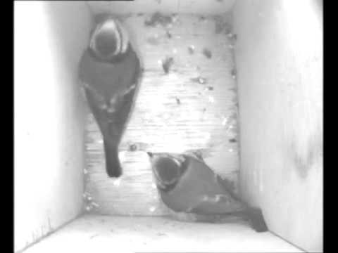 tit fight