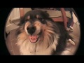 videos de Snarling Dog
