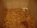 Scorpion in our bathroom