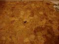 Scorpion in our bathroom